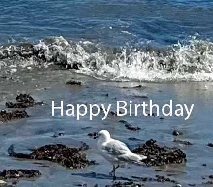 Waterfront Seagull Birthday Card